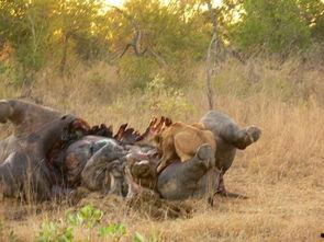 血腥杀戮3,狂潮再起，生死边缘的残酷对决  第2张