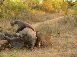 血腥杀戮3,狂潮再起，生死边缘的残酷对决  第3张