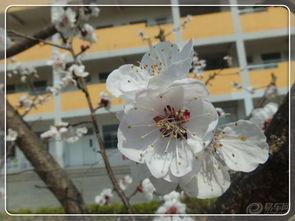 她在寒风中绽放