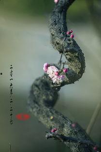 她在寒风中绽放  第3张