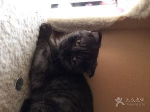 猫的报恩,一段跨越生死的猫狗情缘  第2张