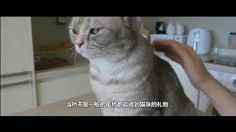猫的报恩,一段跨越生死的猫狗情缘  第3张