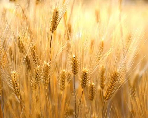 等麦子熟了我就向南走走,等麦子熟了的我