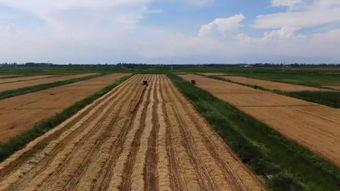 等麦子熟了我就向南走走,等麦子熟了的我  第3张