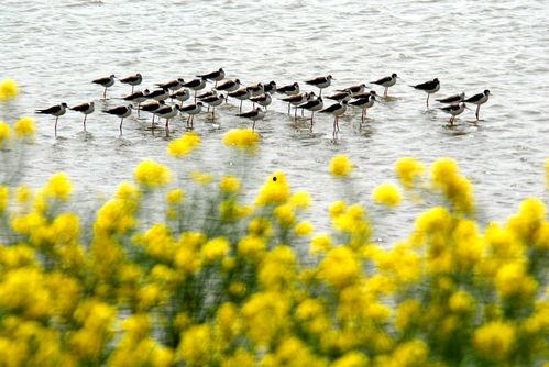 垛上花,探寻民间艺术瑰宝的传承与创新  第3张