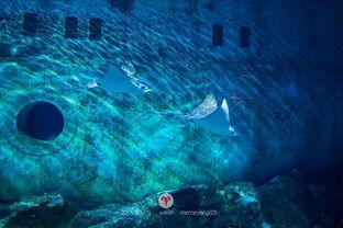 蔚蓝深海,探寻神秘海洋世界的奥秘之旅  第2张