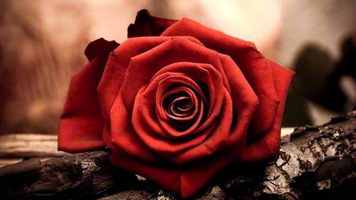 水手的坟墓上没有玫瑰