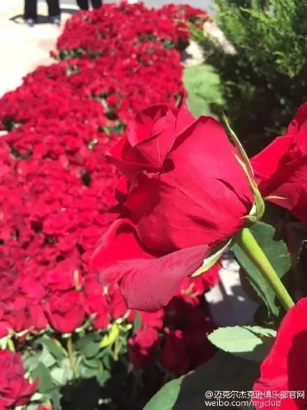 水手的坟墓上没有玫瑰  第2张