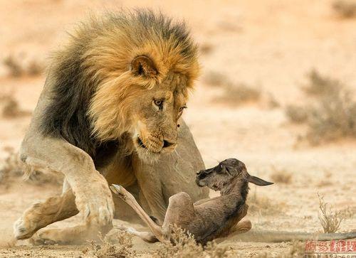 凝视猎物,揭秘捕食者与猎物间的神秘对决